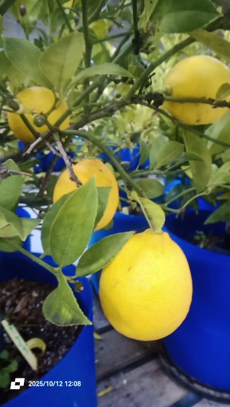 Citron meyer bio — agrume doux cultivé en france