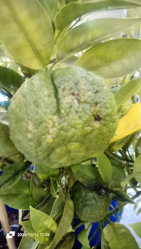 Citron yuzu (fruit frais) en ligne direct producteur à Orleans
