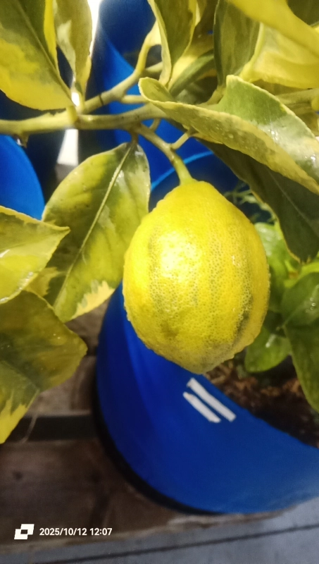 Citron jaune bio (fruit frais) en ligne direct producteur