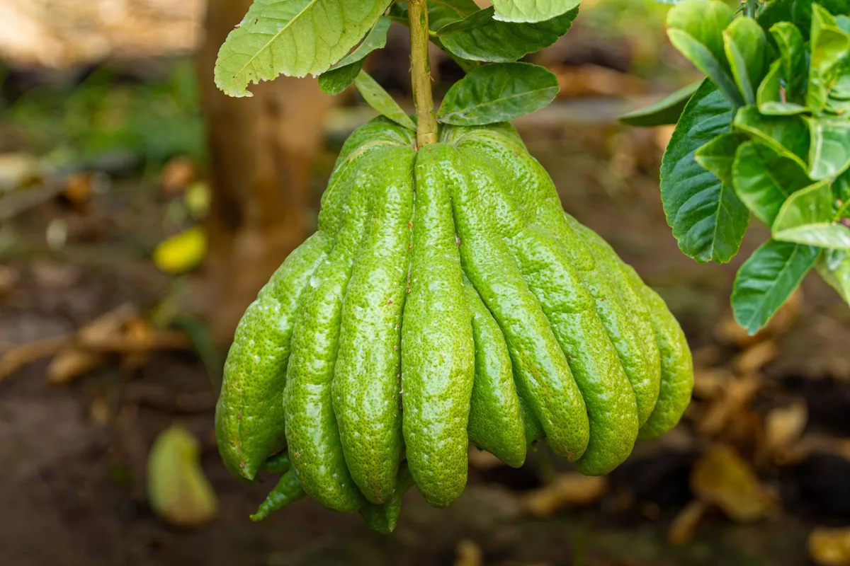 Main de Bouddha (cédrat digité) fruit frais – direct producteur à Orléans